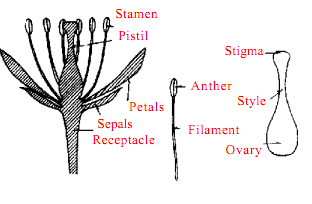 1354_Studying the main parts of a flower.png